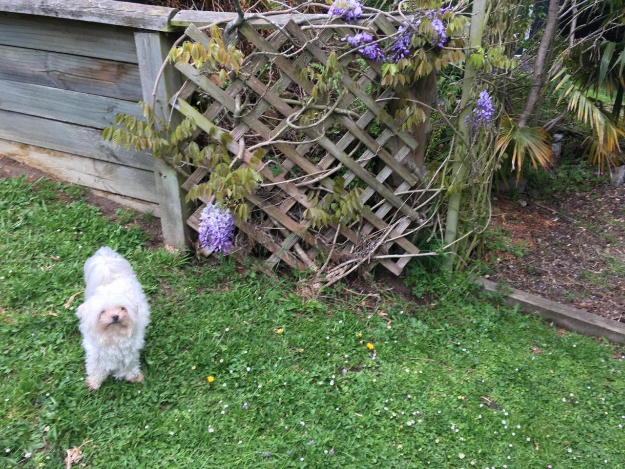 Sharyn'S B & B Dunedin Exterior photo