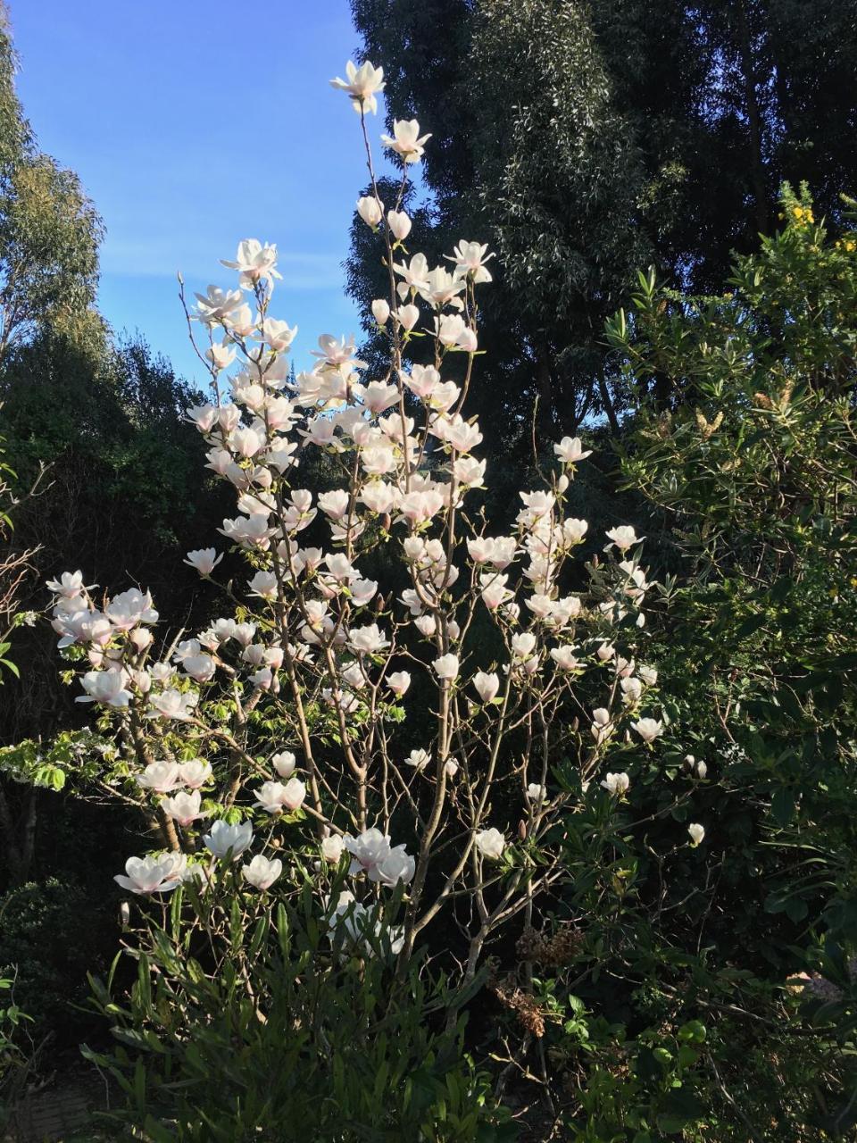 Sharyn'S B & B Dunedin Exterior photo