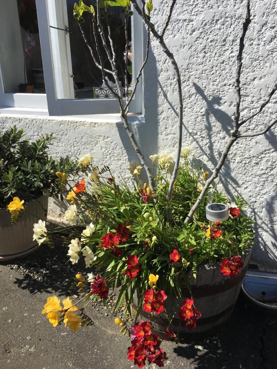 Sharyn'S B & B Dunedin Exterior photo